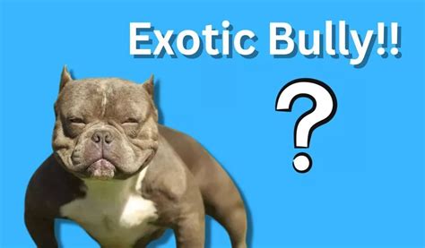 Exotic Bully: Complete Guide .